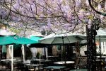 Court of Two Sisters - Courtyard Dining