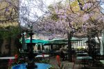Court of Two Sisters - Outdoor Courtyard